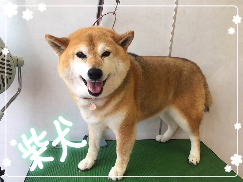 柴犬のグルーミング 水戸市赤塚 おかにわ動物病院 ペットホテル トリミング併設