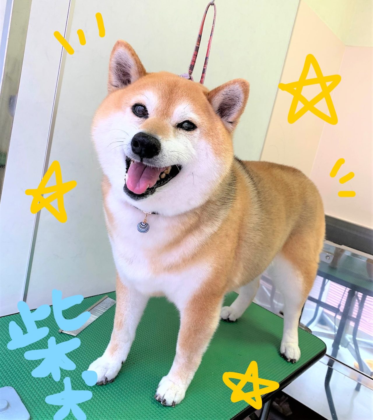 柴犬のシャンプー O 水戸市赤塚 おかにわ動物病院 ペットホテル トリミング併設