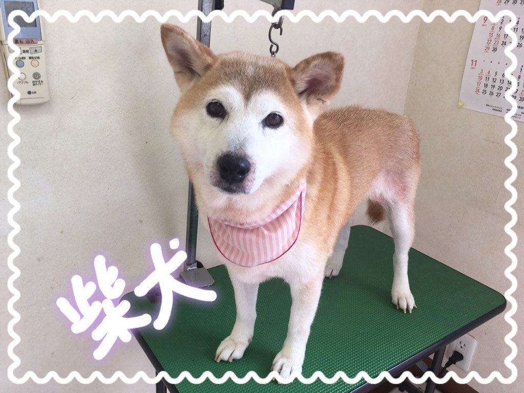 柴犬のグルーミング 水戸市赤塚 おかにわ動物病院 ペットホテル トリミング併設