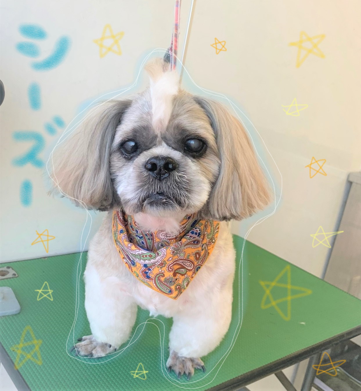 シーズーのトリミング 水戸市赤塚 おかにわ動物病院 ペットホテル トリミング併設